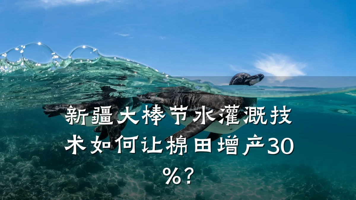 新疆大棒节水灌溉技术如何让棉田增产30%?