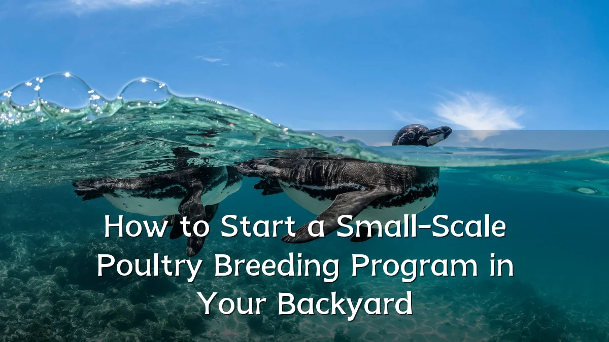 How to Start a Small-Scale Poultry Breeding Program in Your Backyard