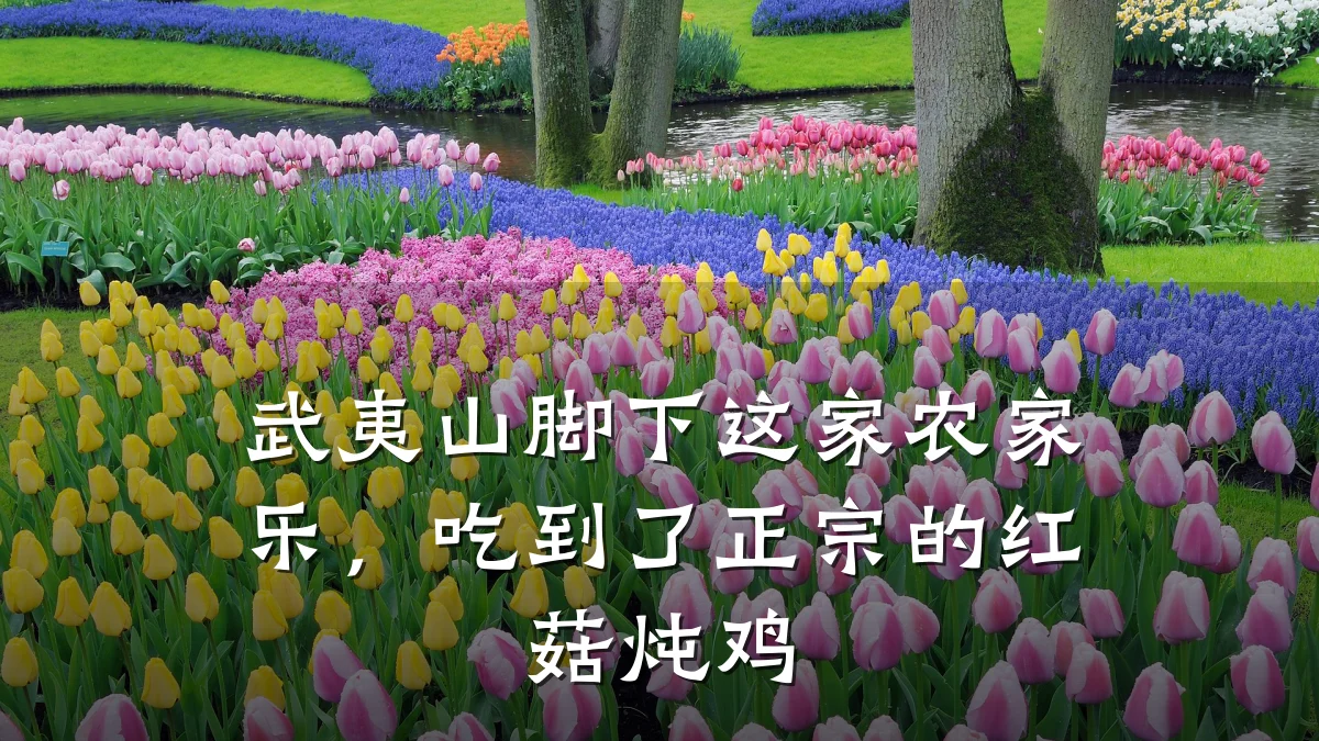 武夷山脚下这家农家乐,吃到了正宗的红菇炖鸡