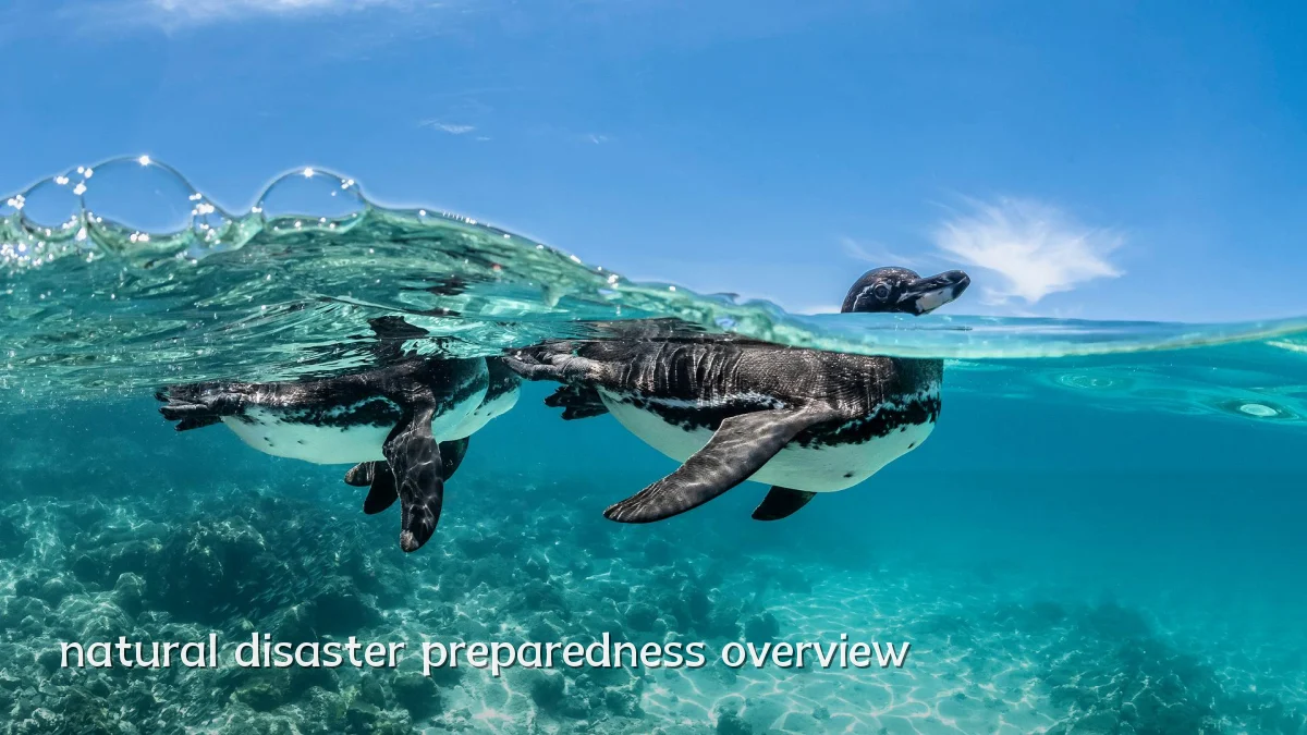 natural disaster preparedness overview