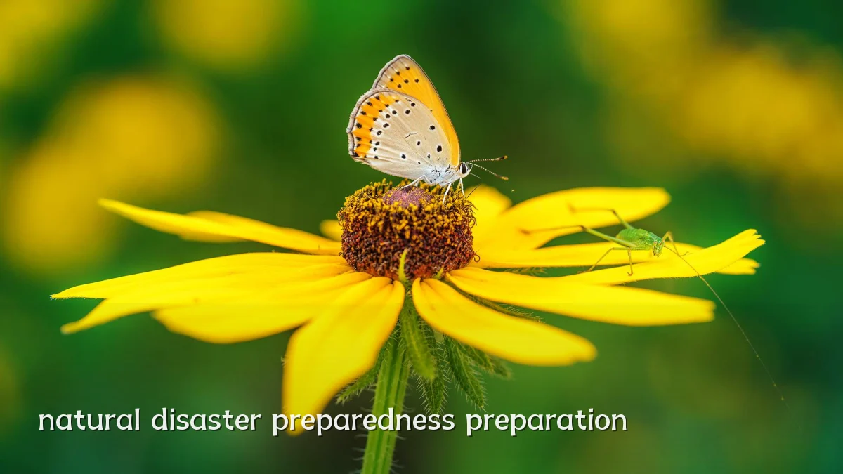 natural disaster preparedness preparation