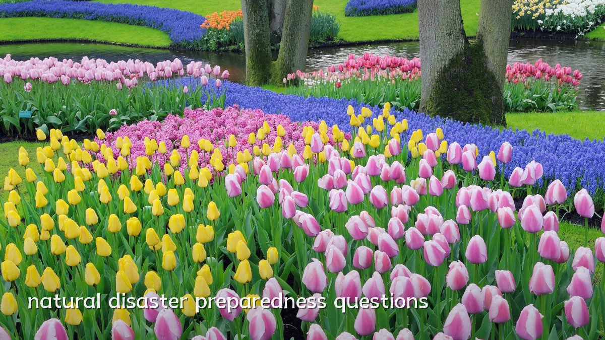 natural disaster preparedness questions