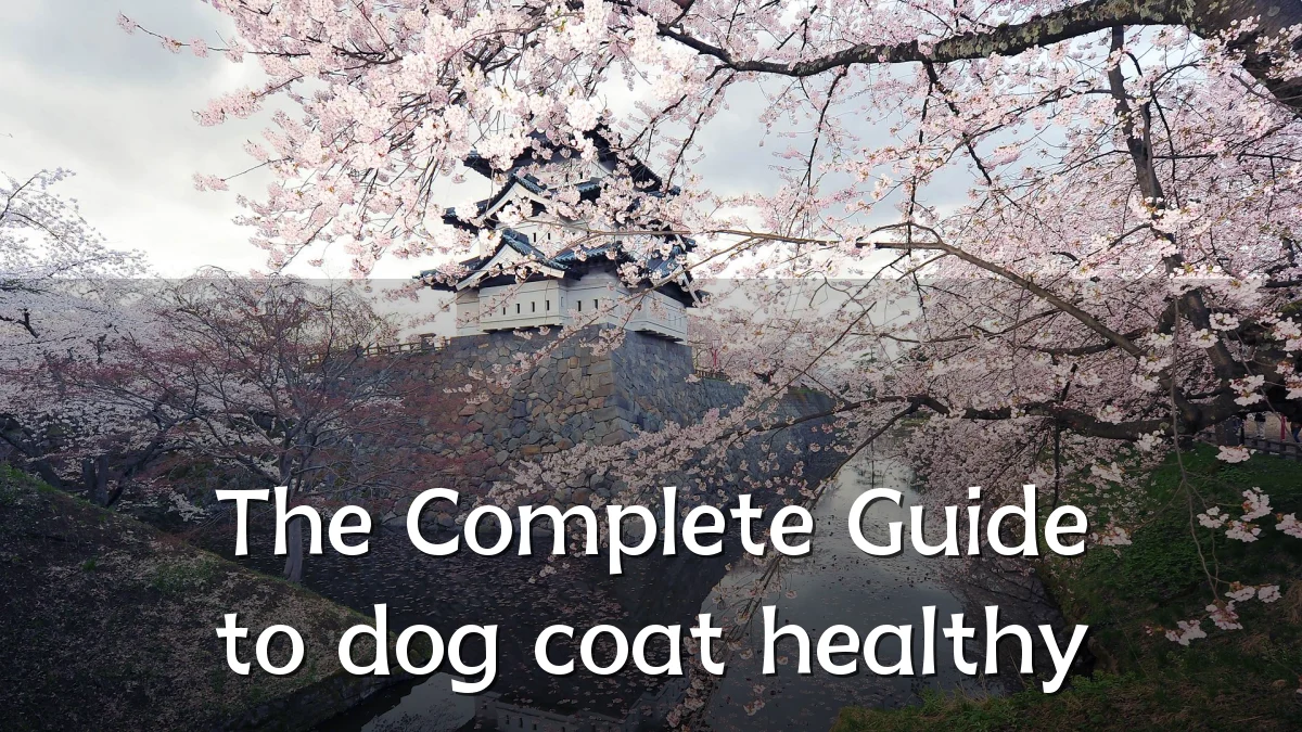 The Complete Guide to dog coat healthy