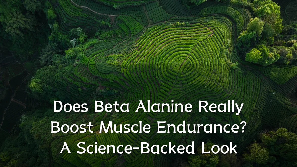 Does Beta Alanine Really Boost Muscle Endurance? A Science-Backed Look