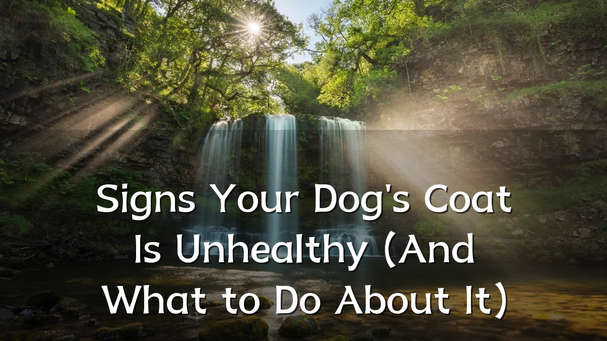 Signs Your Dog's Coat Is Unhealthy (And What to Do About It)