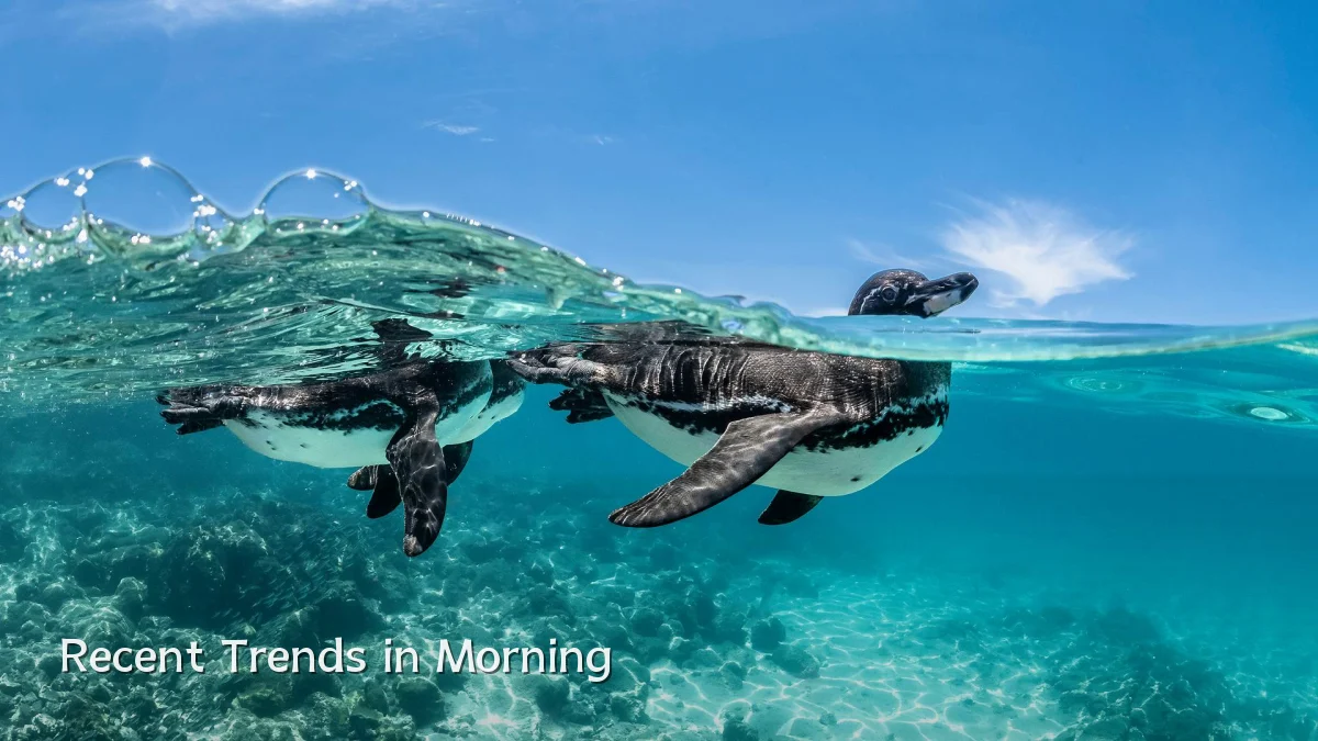 Recent Trends in Morning