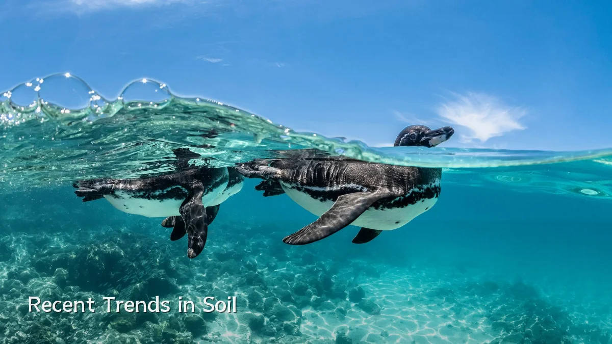 Recent Trends in Soil