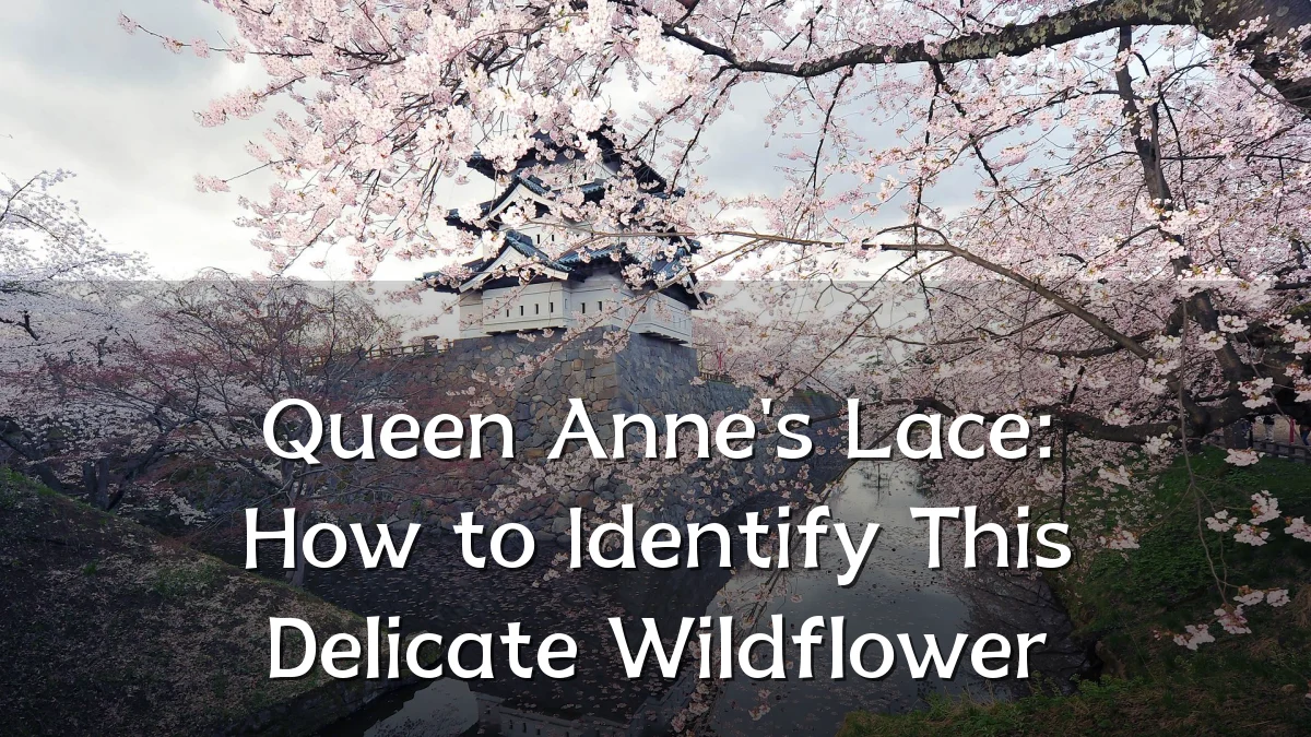 Queen Anne's Lace: How to Identify This Delicate Wildflower