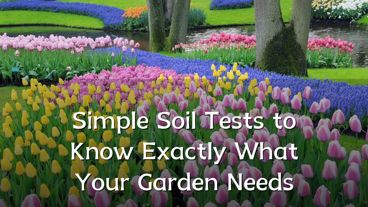 Simple Soil Tests to Know Exactly What Your Garden Needs